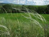 genus Stipa. Верхушки плодоносящих растений. Татарстан, Бугульминский р-н. 11.06.2011.