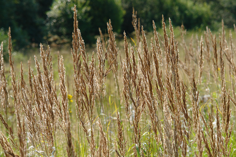 Изображение особи Calamagrostis epigeios.