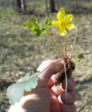 Waldsteinia subspecies maximowicziana