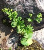 род Alchemilla. Цветущее растение. Кольский п-ов, Восточный Мурман, окрестности Дальних Зеленцов, берег Шестого Евтюковского озера. 09.07.2011.