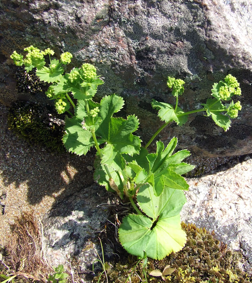 Изображение особи род Alchemilla.