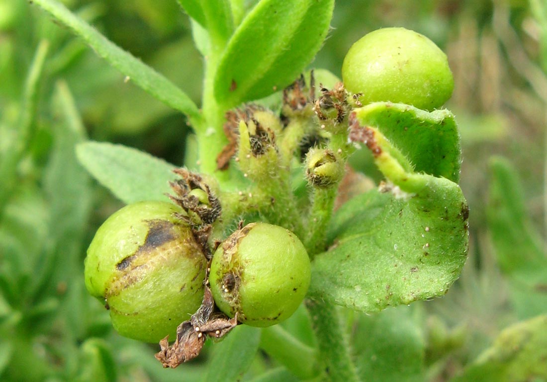 Изображение особи Argusia sibirica.