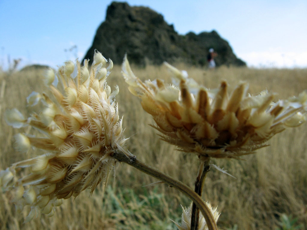 Image of Centaurea orientalis specimen.