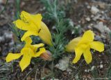 Cymbaria daurica. Цветущее растение. Иркутская обл., Ольхонский р-н, окр. пос. Хурай-Нур. 22.07.2011.