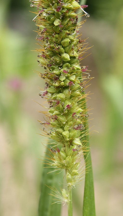 Image of Setaria pumila specimen.