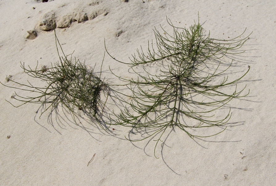 Image of Equisetum arvense specimen.