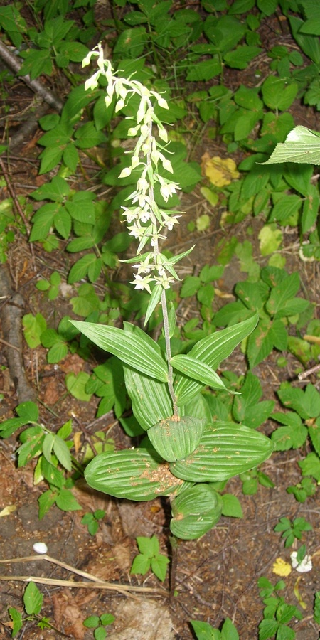 Изображение особи Epipactis helleborine.