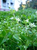 Myosoton aquaticum