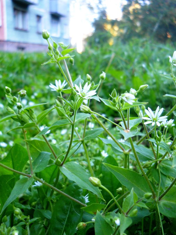 Изображение особи Myosoton aquaticum.