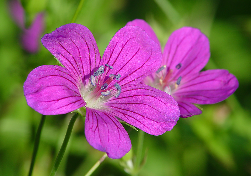 Изображение особи Geranium palustre.