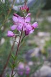 Chamaenerion colchicum