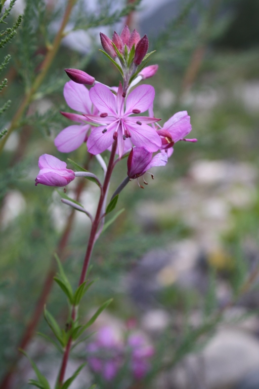 Image of Chamaenerion colchicum specimen.