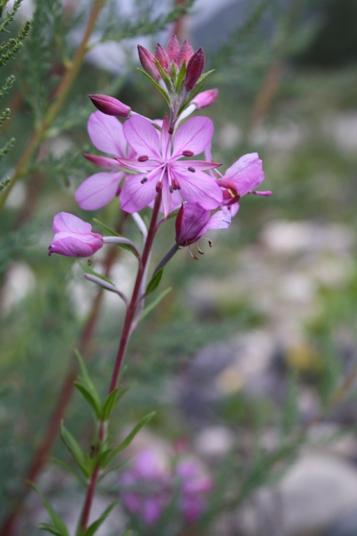 Изображение особи Chamaenerion colchicum.