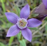 Gentianella amarella