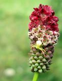 Sanguisorba officinalis