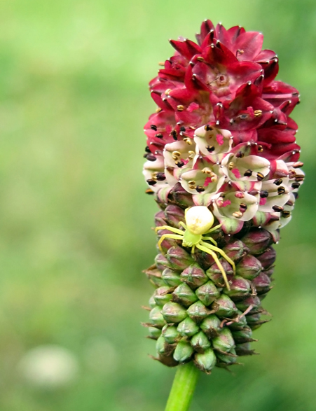 Image of Sanguisorba officinalis specimen.