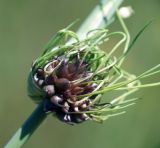 Allium oleraceum. Соплодие. Воронежская обл., Павловский р-н, окр. с. Михайловка (Шипов лес). 18.06.2011.