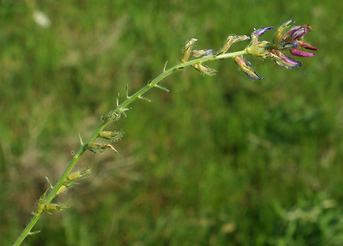 Изображение особи Oxytropis ornata.