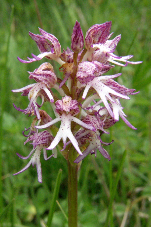 Изображение особи Orchis &times; angusticruris.