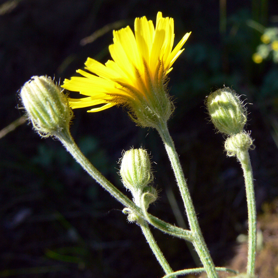 Изображение особи Crepis tectorum.