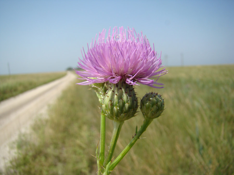 Изображение особи Cirsium alatum.