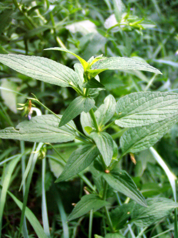Image of Viola elatior specimen.