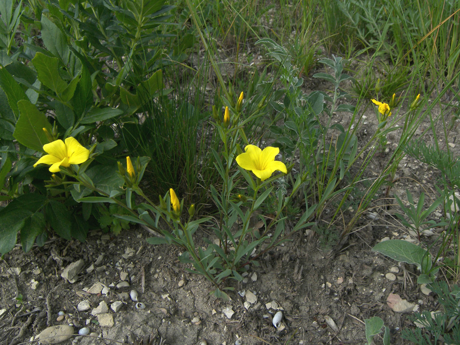 Изображение особи Linum alexeenkoanum.