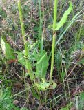 Rumex thyrsiflorus. Нижняя часть растения. Ярославская обл., Переславский р-н, окр. с. Копнино, пойма р. Нерль. 08.07.2011.