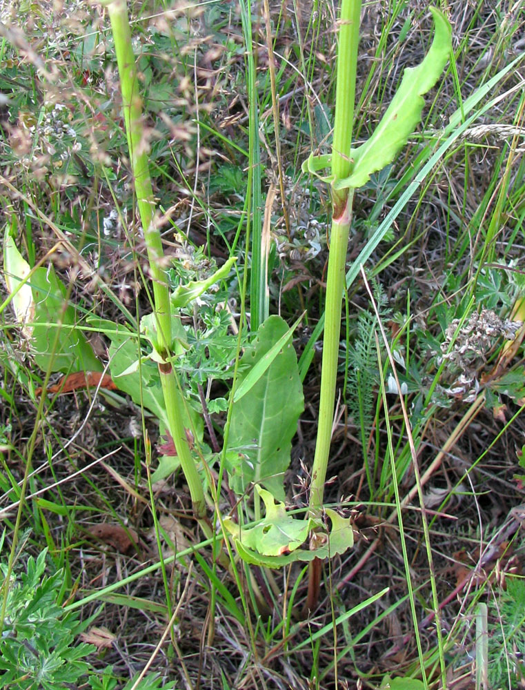 Изображение особи Rumex thyrsiflorus.