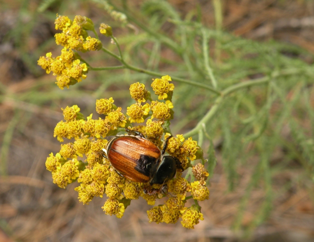 Image of Achillea micrantha specimen.