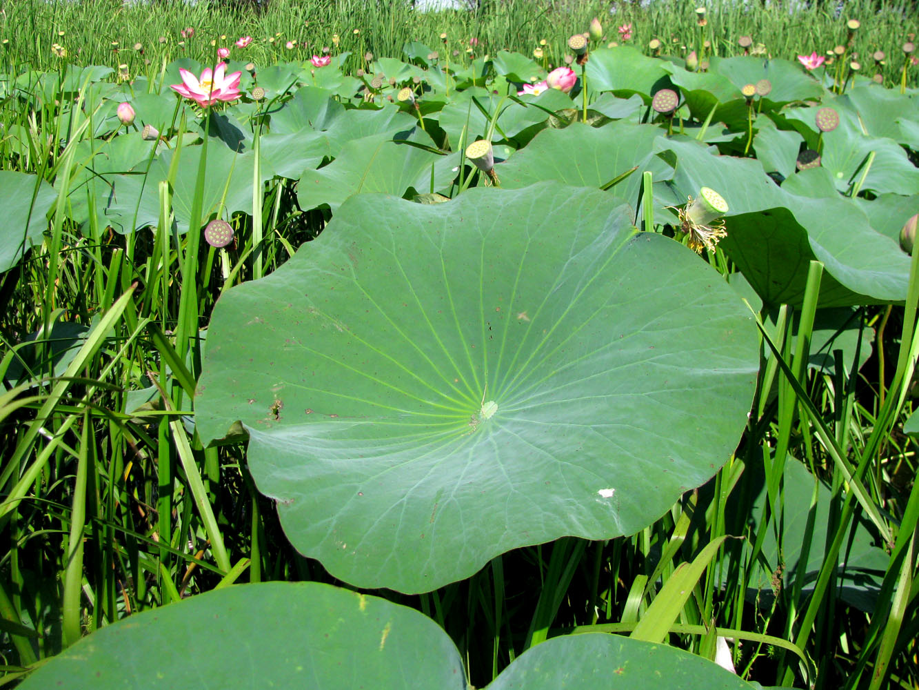 Изображение особи Nelumbo caspica.