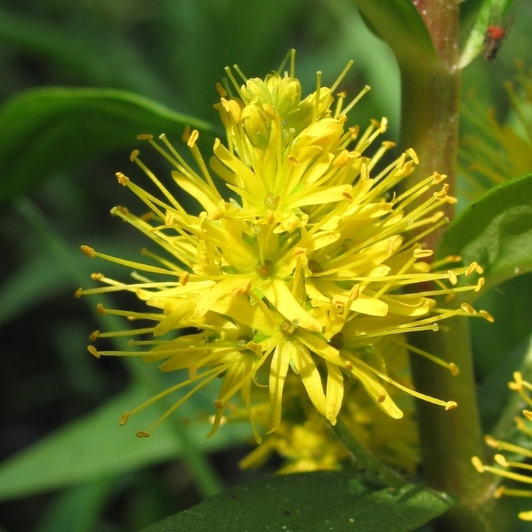 Image of Naumburgia thyrsiflora specimen.