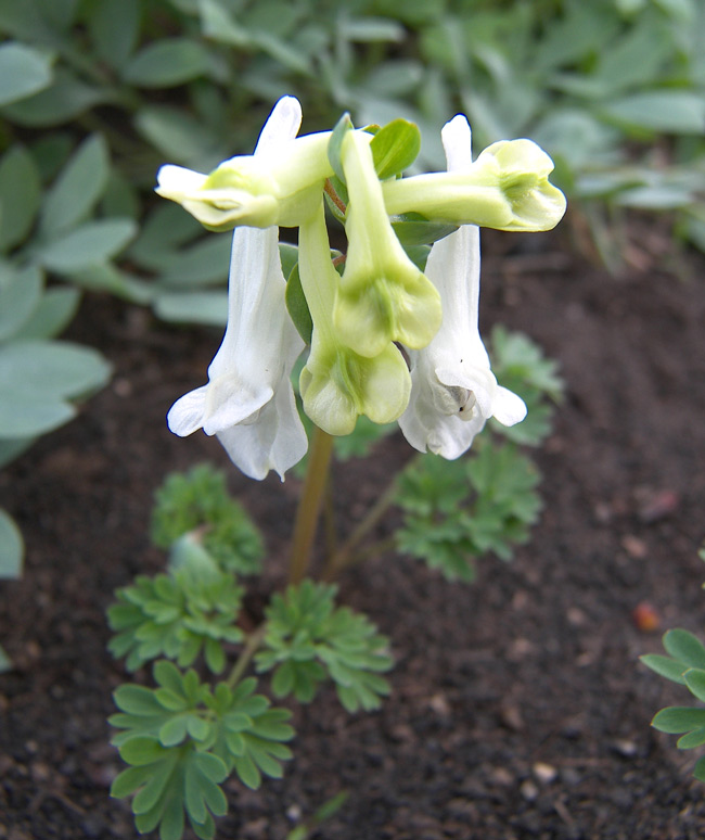 Image of genus Corydalis specimen.