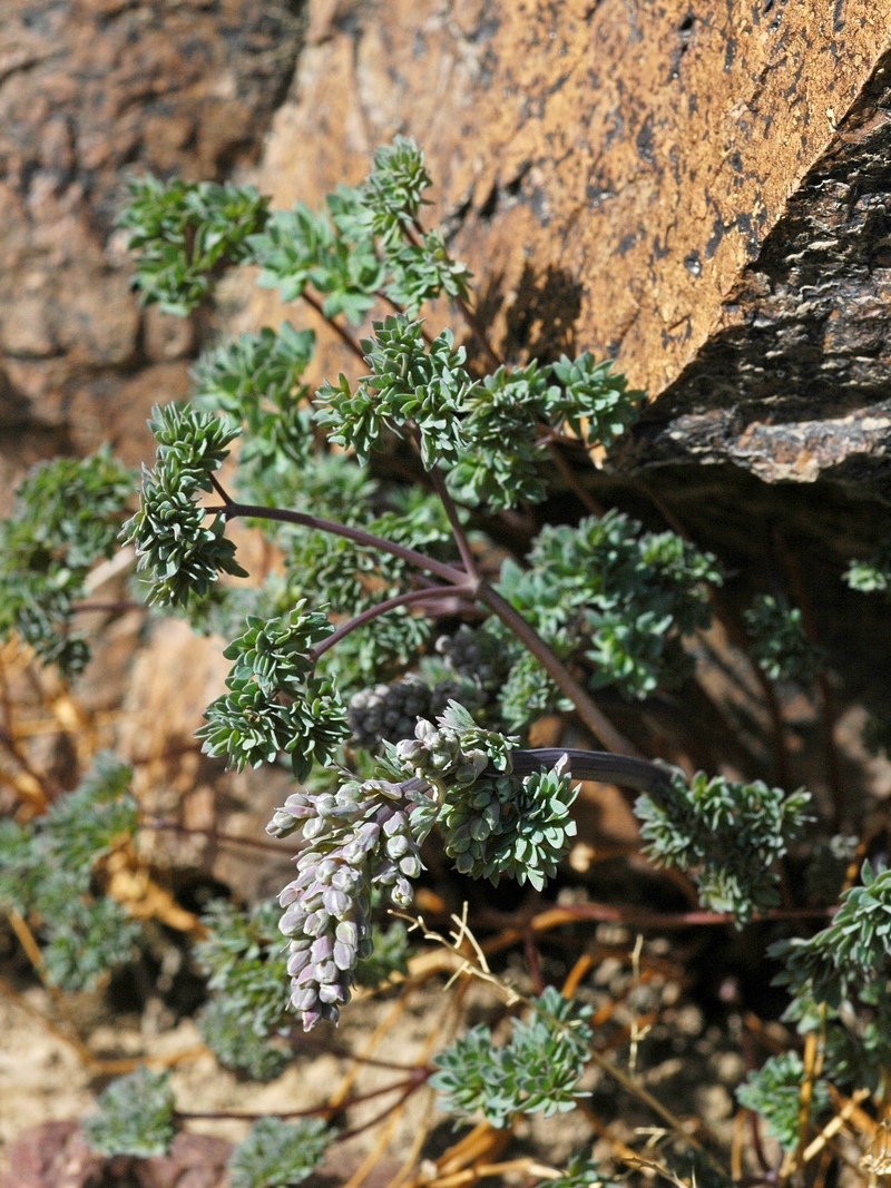 Image of Thalictrum isopyroides specimen.