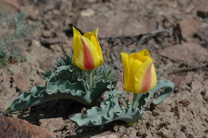 Изображение особи Tulipa alberti.