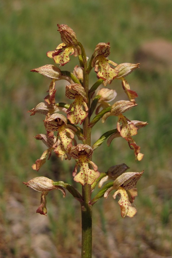 Image of Orchis &times; wulffiana specimen.
