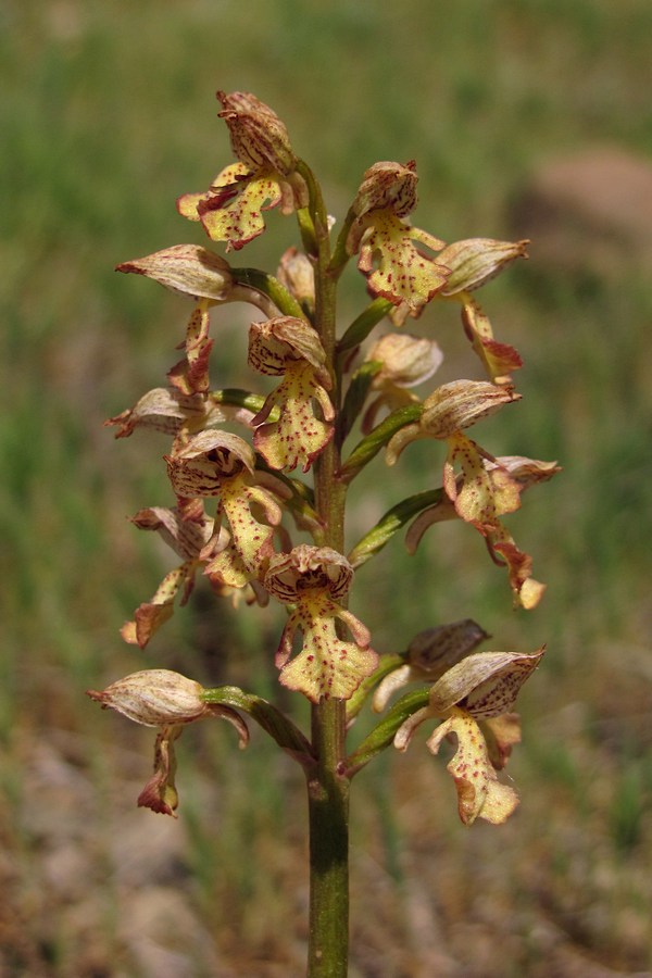 Изображение особи Orchis &times; wulffiana.