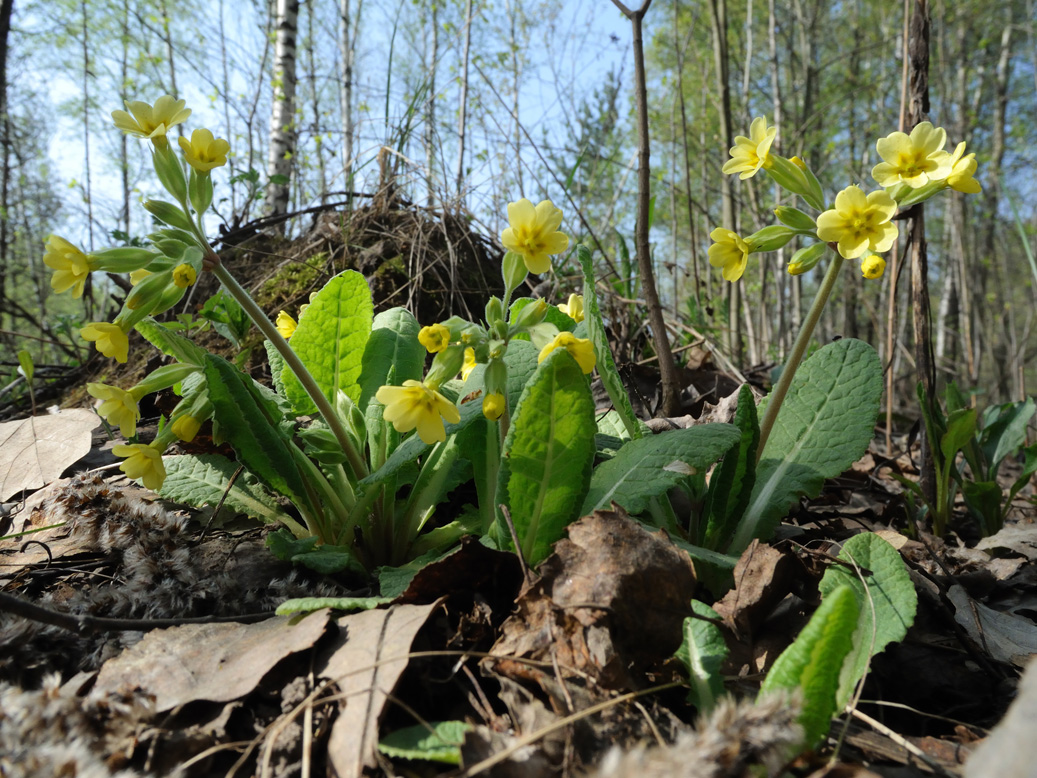 Image of Primula &times; polyantha specimen.