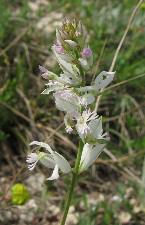 Image of Polygala major specimen.