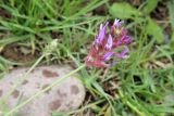 Astragalus pseudonobilis. Соцветие. Узбекистан, Ташкентская обл., склон Угамского хр. у Чарвакского вдхр. 12.05.2012.