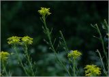 Bunias orientalis. Плодоносящее растение. Чувашия, г. Шумерля, ул. Репина. 3 июня 2012 г.