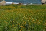 Inula aspera