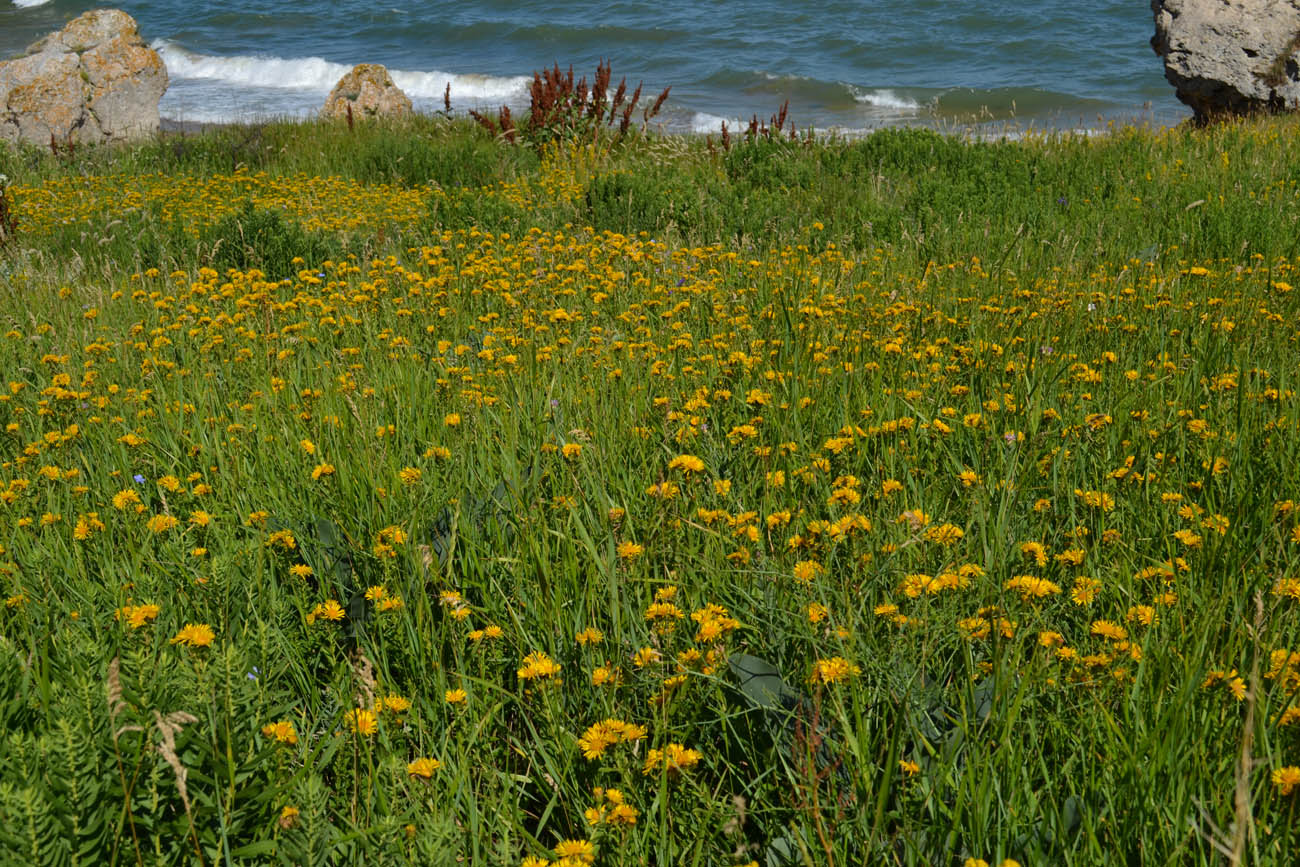 Изображение особи Inula aspera.