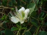 Capparis herbacea. Цветок. Автономная Республика Крым, город Судак, склон горы. 07.06.2012.