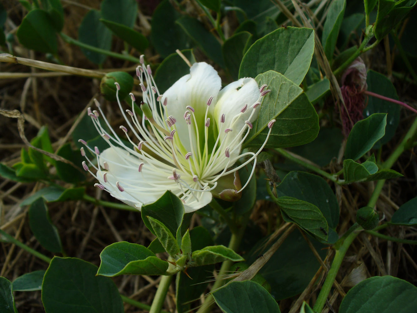 Image of Capparis herbacea specimen.