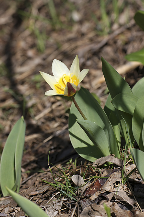 Изображение особи Tulipa berkariensis.