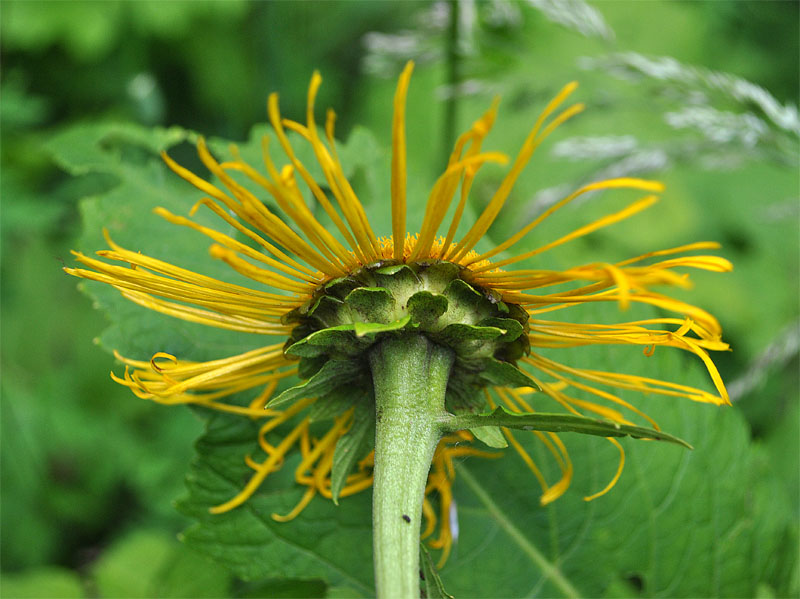 Image of Telekia speciosa specimen.