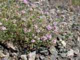 Thymus guberlinensis