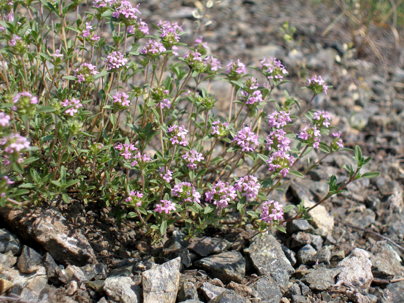 Изображение особи Thymus guberlinensis.