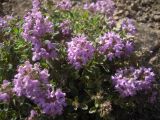 Thymus pseudopulegioides. Побеги с соцветиями. Кабардино-Балкария, верховья р. Малка, урочище Джилы-Су, 2400 м н.у.м. 27.07.2012.